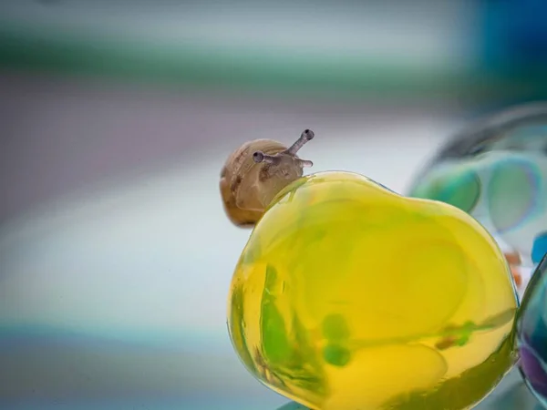 Pequeno Caracol Bebê Bonito Rastejando Mármores Transparentes Bonitos Coloridos — Fotografia de Stock