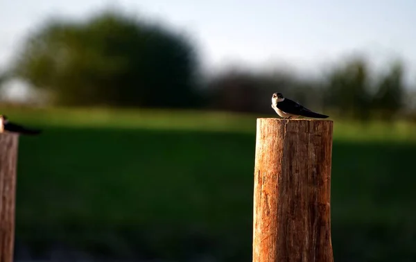 背景がぼやけた切り立った木の上に座っている可愛い小鳥 — ストック写真