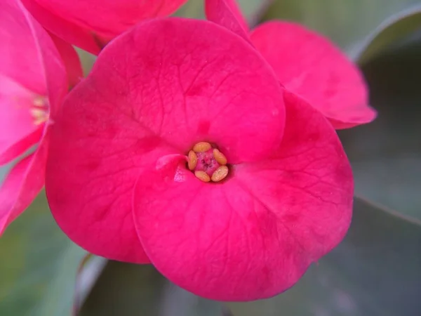 Primer Plano Una Corona Espinas Flor —  Fotos de Stock