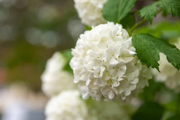 Primer Plano Flores Hortensia Blanca Flor Perfecto Para Fondo —  Fotos de Stock