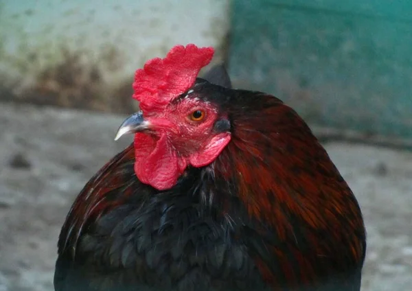 Egy Közeli Kép Egy Fekete Kakasról Amint Elfordul Egy Mezőn — Stock Fotó