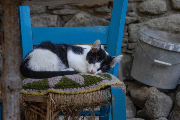 Vista Gato Blanco Negro Que Duerme Una Silla Madera Azul — Foto de Stock