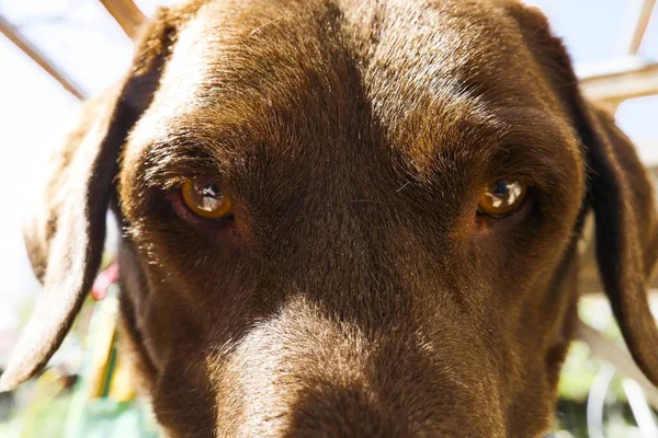 Egy Közeli Kép Egy Barna Szemű Kutyáról Aki Egyenesen Kamerába — Stock Fotó