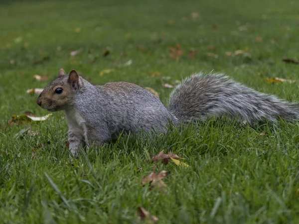 Ein Süßes Eichhörnchen Das Tagsüber Einem Park Spaziert — Stockfoto