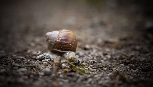 Detailní Záběr Šneka Zemi Během Dne — Stock fotografie