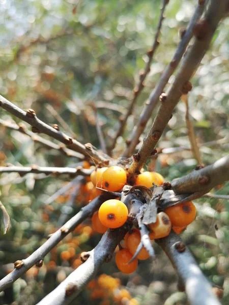 背景がぼやけている小さなオレンジの果実のクローズアップ垂直ショット — ストック写真