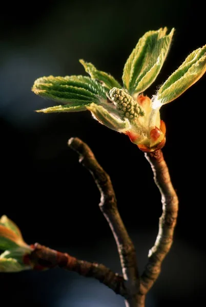 Eine Vertikale Nahaufnahme Einer Einzigartigen Pflanze Mit Früchten Auf Schwarzem — Stockfoto