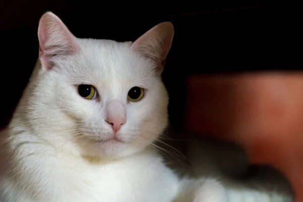 Primer Plano Hermoso Gato Blanco Con Ojos Verdes Sentados Sombra — Foto de Stock