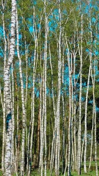 Tiro Vertical Belas Árvores Brancas Vidoeiro — Fotografia de Stock