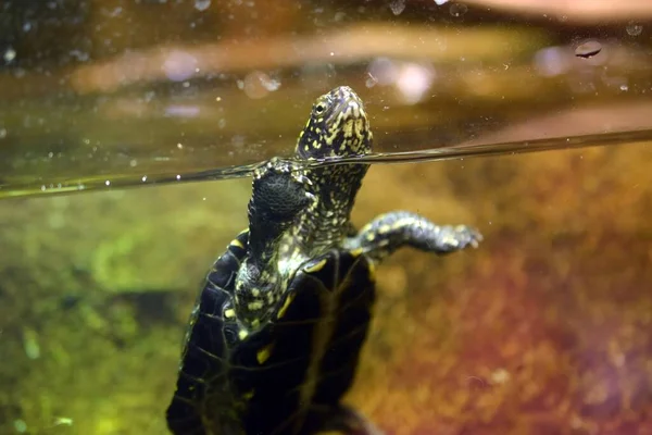 Une Belle Photo Une Tortue Dans Aquarium Avec Tête Dessus — Photo