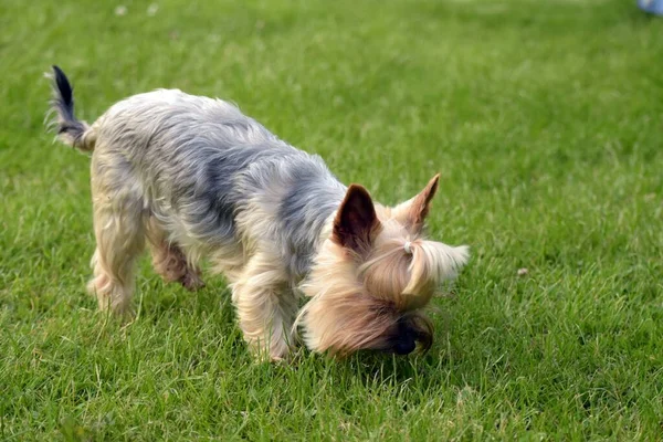 Una Hermosa Toma Yorkshire Terrier Oliendo Hierba —  Fotos de Stock