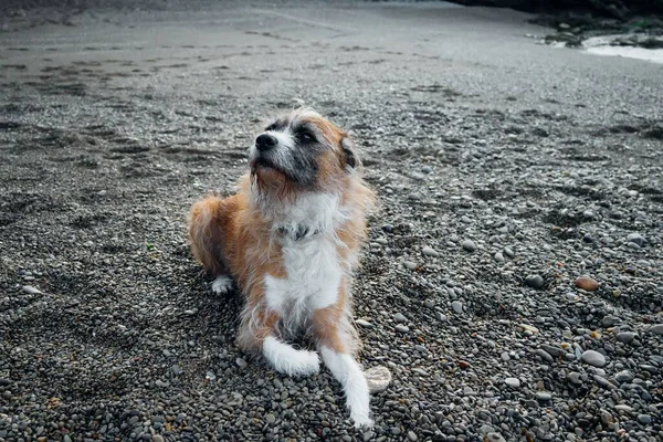 一只可爱的棕黄色和白色的狗白天在海滩上 — 图库照片