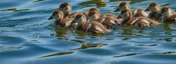 反射した湖の表面で泳ぐ若いマガモのグループの美しいショット — ストック写真