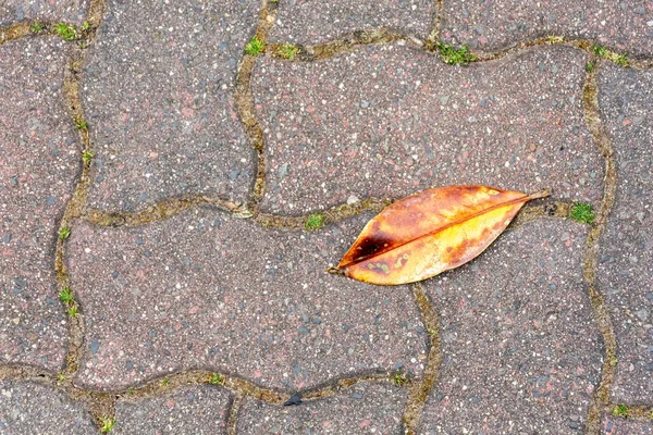 Taş Zemine Düşen Bir Sonbahar Yaprağının Yakın Plan Çekimi — Stok fotoğraf