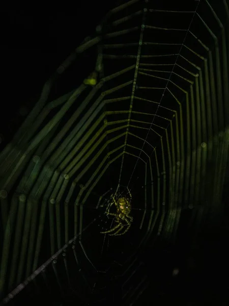 暗い森のクモの巣の中で恐ろしいクモの垂直選択的フォーカスショット — ストック写真