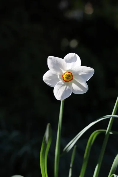 Вертикальный Снимок Красивого Белого Нарцисса — стоковое фото