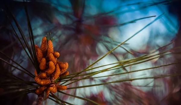 Una Foto Macro Conos Abeto Con Coníferas Sobre Fondo Borroso — Foto de Stock