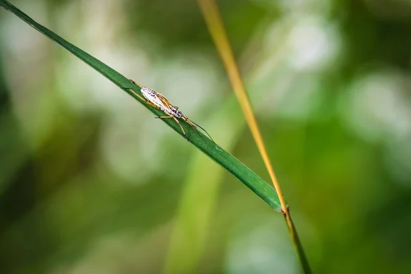 Arka Planda Bulanık Yeşillik Olan Çimenlerin Altındaki Bir Böceğin Yumuşak — Stok fotoğraf