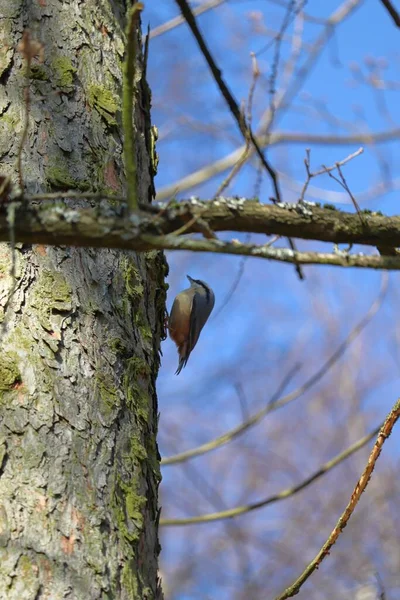 Eine Vertikale Aufnahme Eines Singvogels Auf Einem Baumstamm — Stockfoto