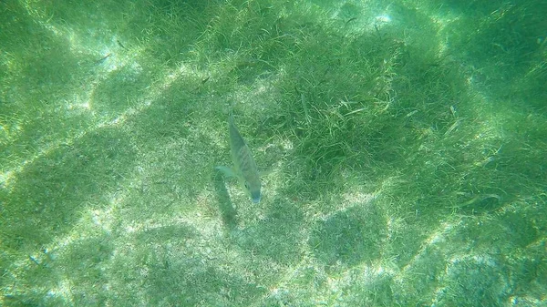 Una Hermosa Toma Pez Nadando Agua Mar Clara — Foto de Stock