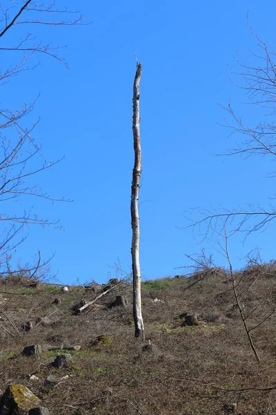 Vertikal Bild Ett Tunt Träd Utan Grenar Blå Himmel Bakgrund — Stockfoto