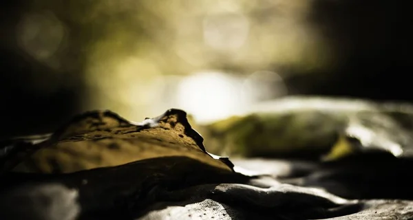 黄色秋叶的选择性聚焦镜头 — 图库照片