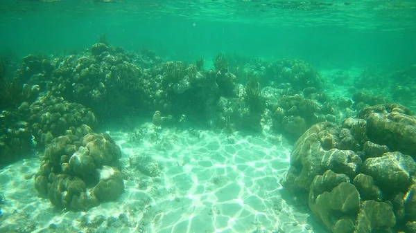 Una Hermosa Toma Arrecife Coral Submarino Agua Mar Clara — Foto de Stock
