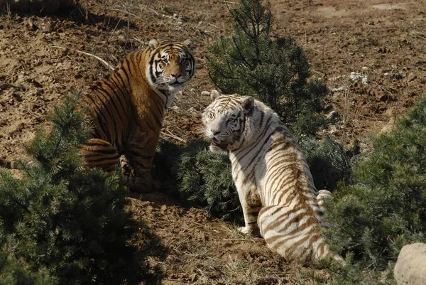 Uma Visão Horizontal Dois Tigres Siberianos Sentados Chão — Fotografia de Stock