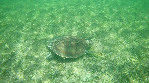 Прекрасный Снимок Гигантской Черепахи Плавающей Чистой Морской Воде — стоковое фото