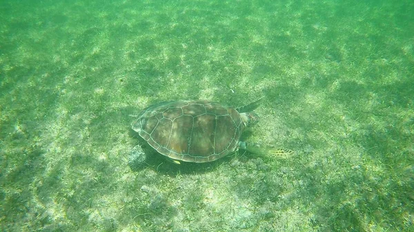 Una Hermosa Toma Una Tortuga Gigante Nadando Agua Mar Clara — Foto de Stock