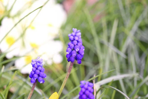 Primer Plano Hermosos Jacintos Uva Sobre Fondo Hierba — Foto de Stock