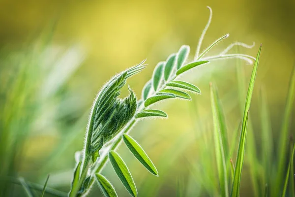Крупним Планом Знімок Свіжої Зеленої Трави Розмитому Фоні — стокове фото