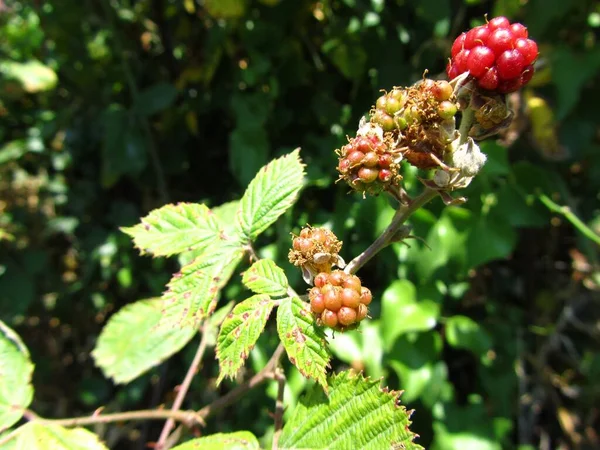 Eine Selektive Fokusaufnahme Von Reifen Beeren Die Strauch Wachsen — Stockfoto