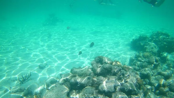 Una Hermosa Toma Arrecife Coral Submarino Agua Mar Clara —  Fotos de Stock