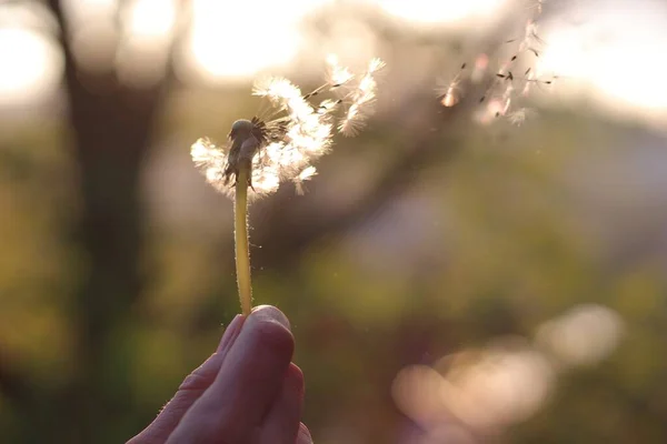 Een Close Shot Van Een Gewone Paardebloem Handen — Stockfoto