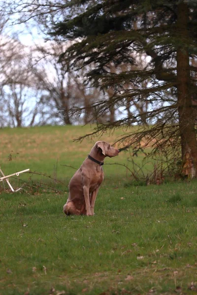 Çimlerin Üzerinde Oturan Kahverengi Bir Weimaraner Dikey Çekimi — Stok fotoğraf