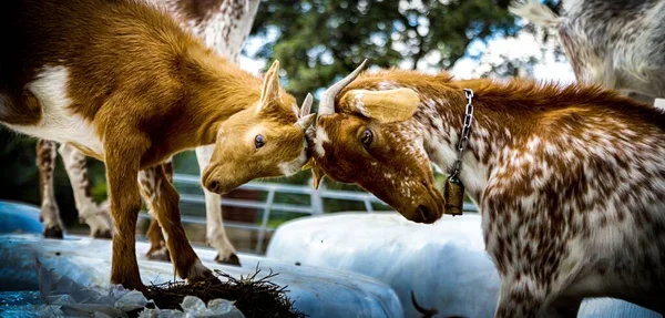 Beautiful Picture Playing Two Goats Farm — Stock Photo, Image