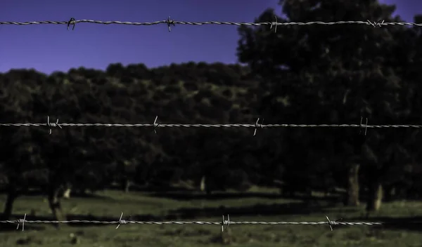 昼間の緑に対する錆びた鉄条網の閉鎖 — ストック写真