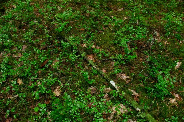 Tiro Close Das Plantas Verdes Floresta — Fotografia de Stock