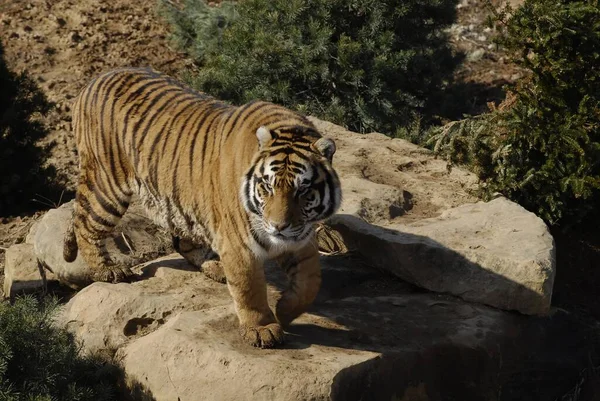 Plan Horizontal Tigre Bengale Debout Sur Rocher — Photo