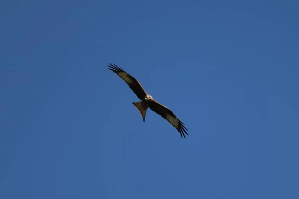 Una Hermosa Toma Águila Volando Sobre Fondo Azul Del Cielo — Foto de Stock