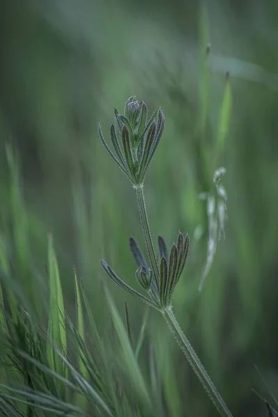 Closeup Shot Fresh Green Grass Blurred Background — Stock Photo, Image