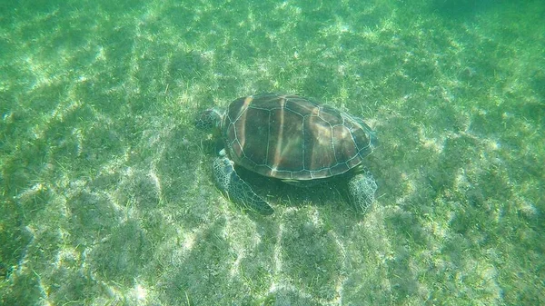 Une Merveilleuse Image Une Tortue Nageant Dans Mer — Photo