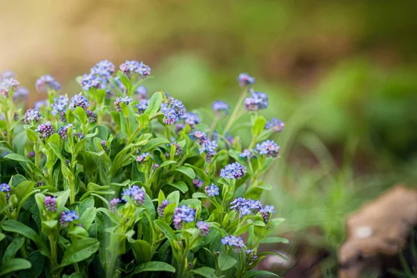 Closeup Shot Beautiful Purple Lobelia Flowers Garden — Stock Photo, Image