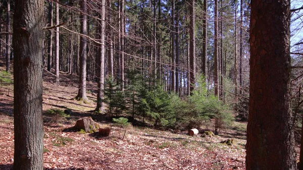 Belo Tiro Uma Floresta Outono Sob Luz Sol — Fotografia de Stock