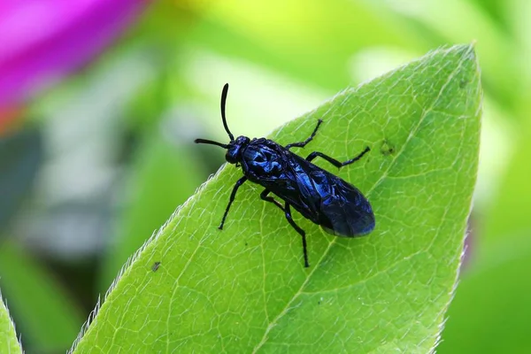 Een Close Opname Van Een Zwarte Chrysomelidae Kever Insect Het — Stockfoto