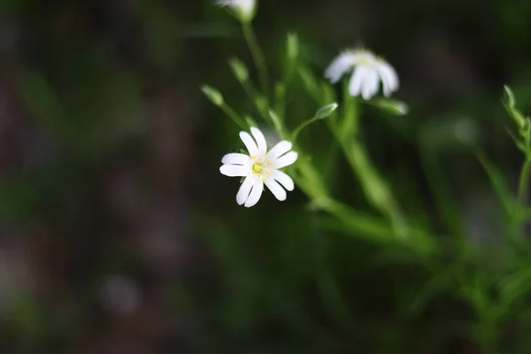 Primer Plano Una Hermosa Chickweed Blanca Bajo Luz Del Sol —  Fotos de Stock