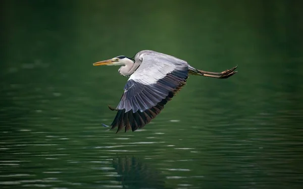 A closeup shot of a crane bird flying over a lake - perfect for background