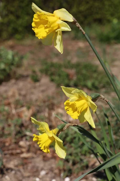 Närbild Bild Vackra Narcissus Blomma — Stockfoto