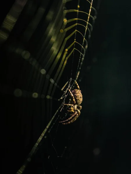 Plan Vertical Sélectif Une Araignée Effrayante Dans Toile Araignée Une — Photo